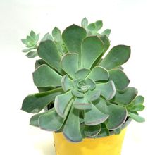 Foto de un cactus que se está identificando actualmente