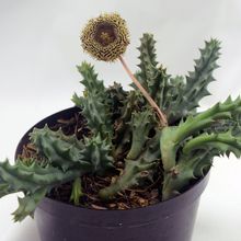 A photo of Huernia hystrix