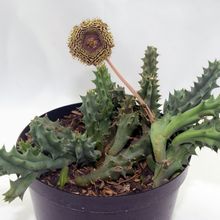 A photo of Huernia hystrix