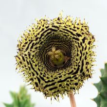 A photo of Huernia hystrix