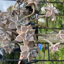 A photo of Graptopetalum paraguayense