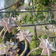 A photo of Graptopetalum paraguayense