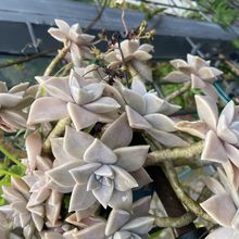 A photo of Graptopetalum paraguayense
