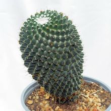 Una foto de Mammillaria polythele fma. inermis