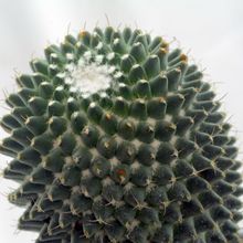 Una foto de Mammillaria polythele fma. inermis