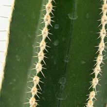 A photo of Pachycereus marginatus