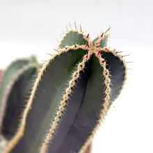 A photo of Pachycereus marginatus