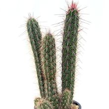 A photo of Peniocereus serpentinus