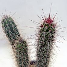 A photo of Peniocereus serpentinus