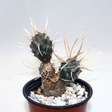 Una foto de Tephrocactus articulatus fma. papyracanthus