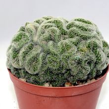 Una foto de Mammillaria schiedeana ssp. giselae fma. crestada