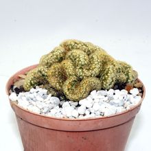 A photo of Mammillaria elongata fma. crestada