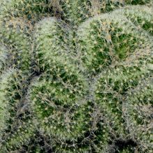 Una foto de Mammillaria schiedeana ssp. giselae fma. crestada