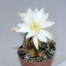 Una foto de Echinopsis subdenudata