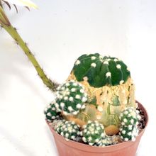 Una foto de Echinopsis subdenudata