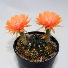 Photo of a cactus currently being identified