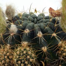 Photo of a cactus currently being identified