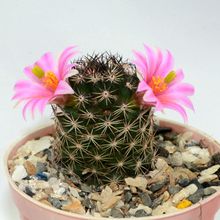 Una foto de Mammillaria sheldonii