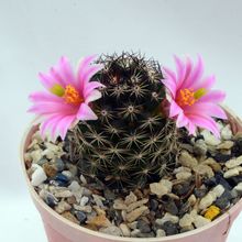Una foto de Mammillaria sheldonii