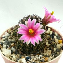 Una foto de Mammillaria sheldonii