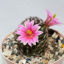 Una foto de Mammillaria sheldonii