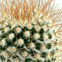 A photo of Mammillaria rekoi subsp. leptacantha