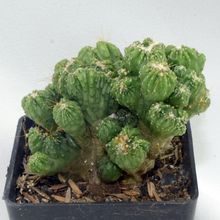 Una foto de Cereus peruvianus fma. monstruosa