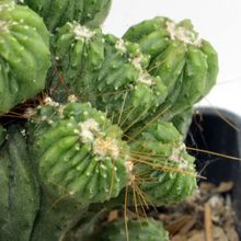 Una foto de Cereus peruvianus fma. monstruosa