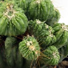Una foto de Cereus peruvianus fma. monstruosa
