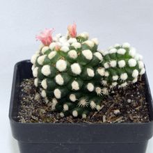 A photo of Mammillaria gracilis cv. oruga blanca