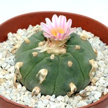 Una foto de Lophophora williamsii