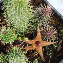 Una foto de Huernia pillansii