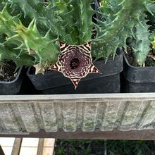 Foto de un cactus que se está identificando actualmente