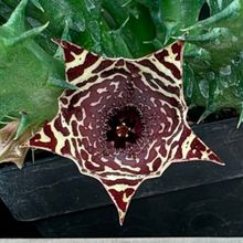 Foto de un cactus que se está identificando actualmente