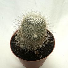 A photo of Mammillaria geminispina