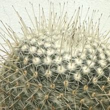 A photo of Mammillaria geminispina