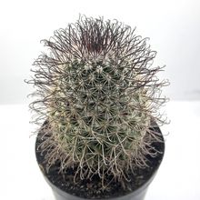 Foto de un cactus que se está identificando actualmente