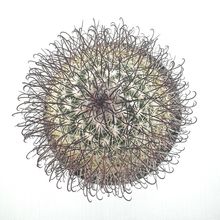 Foto de un cactus que se está identificando actualmente