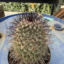 A photo of Mammillaria dioica