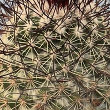 Mammillaria dioica
