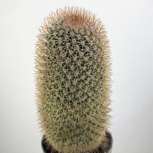 Photo of a cactus currently being identified