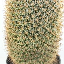 Photo of a cactus currently being identified