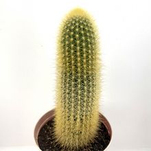 Foto de un cactus que se está identificando actualmente