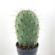 Una foto de Opuntia sulphurea