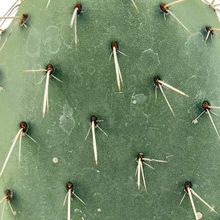 Una foto de Opuntia sulphurea