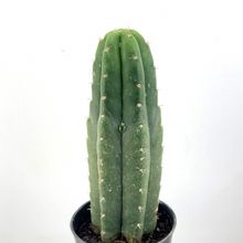 Una foto de Echinopsis pachanoi