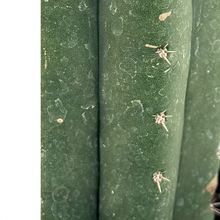 Una foto de Echinopsis pachanoi