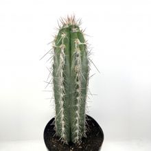 Una foto de Pilosocereus leucocephalus