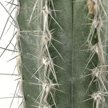 Una foto de Pilosocereus leucocephalus