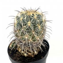 Una foto de Coryphantha cornifera